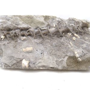 Archimedes Bryozoa - Mississippian Age from Illinois #99