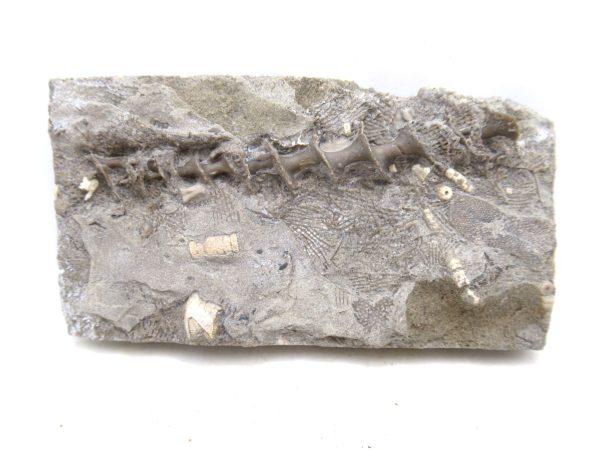 Archimedes Bryozoa - Mississippian Age from Illinois #99