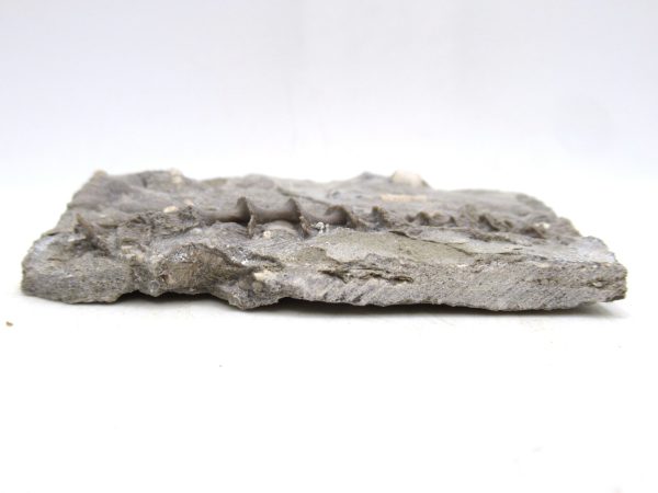 Archimedes Bryozoa - Mississippian Age from Illinois #99 - Image 2