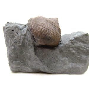 Cyclonemia bilix Ordovician Gastropod for Sale from Ohio #1