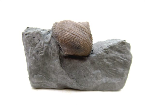 Cyclonemia bilix Ordovician Gastropod for Sale from Ohio #1
