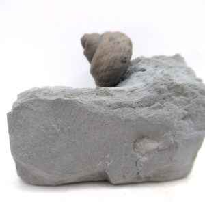 Cyclonemia bilix Ordovician Gastropod for Sale from Ohio #10