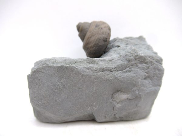 Cyclonemia bilix Ordovician Gastropod for Sale from Ohio #10