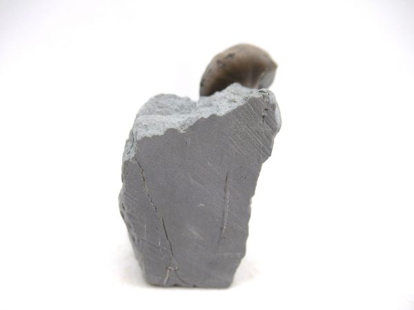 Cyclonemia bilix Ordovician Gastropod for Sale from Ohio #10 - Image 2