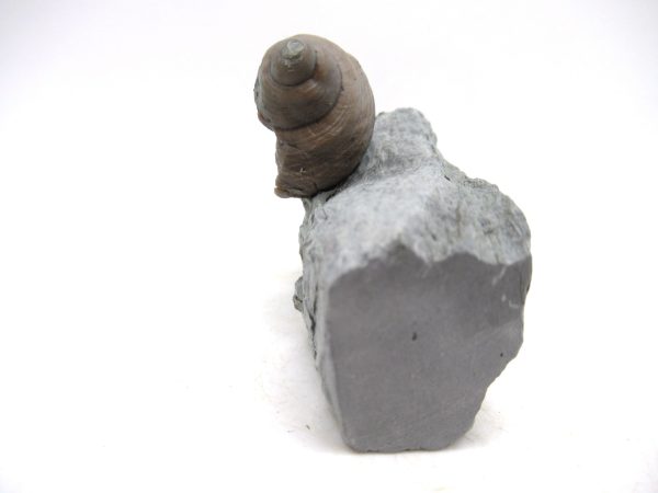 Cyclonemia bilix Ordovician Gastropod for Sale from Ohio #10 - Image 3