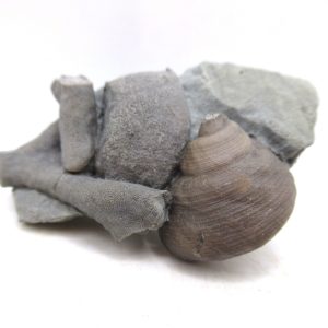 Cyclonemia bilix Ordovician Gastropod for Sale from Ohio #11