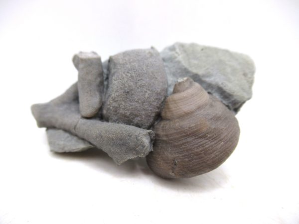 Cyclonemia bilix Ordovician Gastropod for Sale from Ohio #11