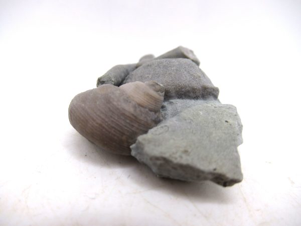 Cyclonemia bilix Ordovician Gastropod for Sale from Ohio #11 - Image 2