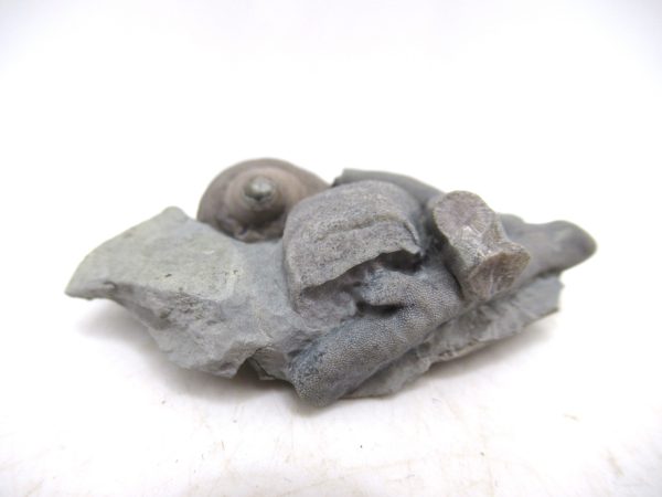 Cyclonemia bilix Ordovician Gastropod for Sale from Ohio #11 - Image 4