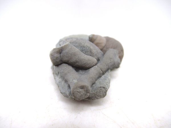 Cyclonemia bilix Ordovician Gastropod for Sale from Ohio #11 - Image 3