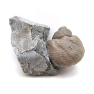 Cyclonemia bilix Ordovician Gastropod for Sale from Ohio #12