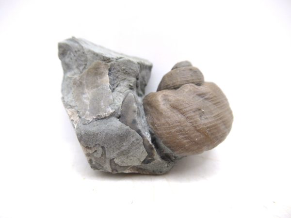 Cyclonemia bilix Ordovician Gastropod for Sale from Ohio #12