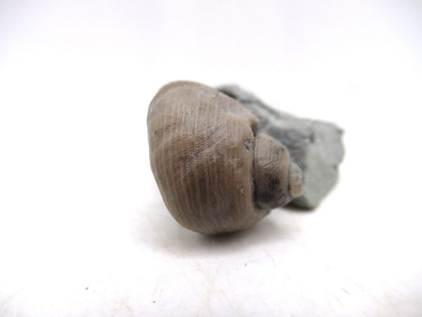 Cyclonemia bilix Ordovician Gastropod for Sale from Ohio #12 - Image 2