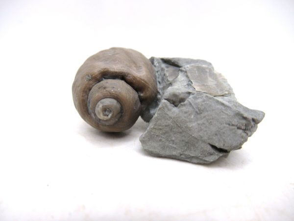 Cyclonemia bilix Ordovician Gastropod for Sale from Ohio #12 - Image 4
