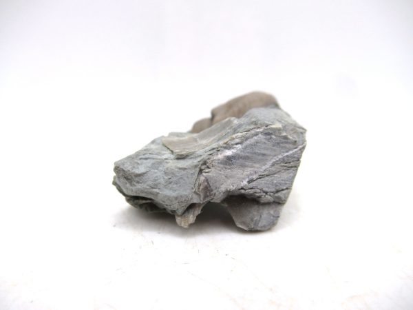 Cyclonemia bilix Ordovician Gastropod for Sale from Ohio #12 - Image 3