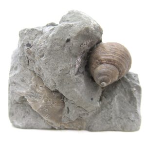 Cyclonemia bilix Ordovician Gastropod for Sale from Ohio #13