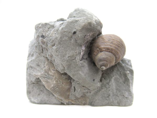Cyclonemia bilix Ordovician Gastropod for Sale from Ohio #13