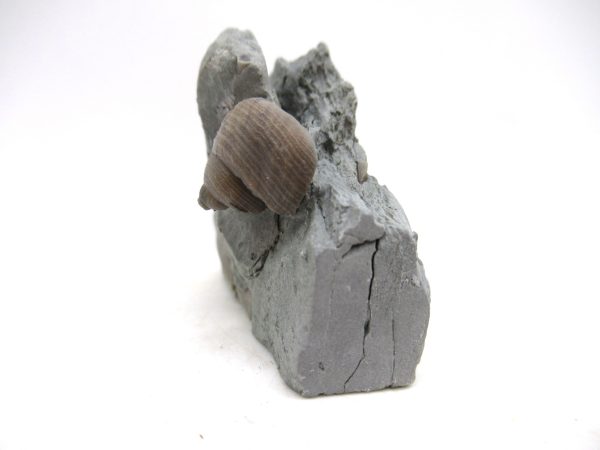 Cyclonemia bilix Ordovician Gastropod for Sale from Ohio #13 - Image 2
