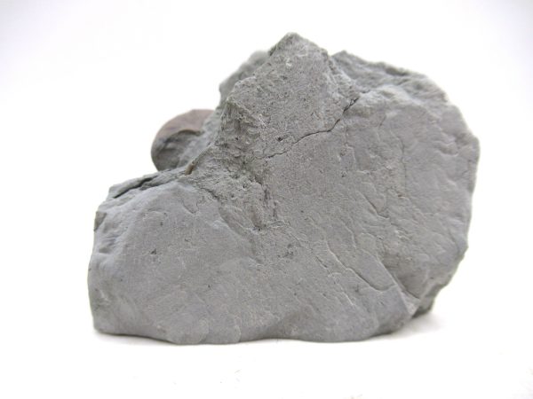 Cyclonemia bilix Ordovician Gastropod for Sale from Ohio #13 - Image 4