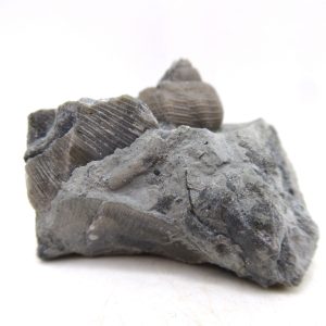 Cyclonemia bilix Ordovician Gastropod for Sale from Ohio #14