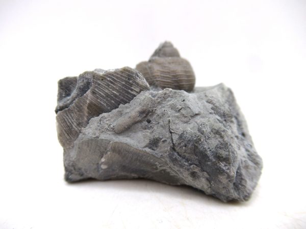 Cyclonemia bilix Ordovician Gastropod for Sale from Ohio #14