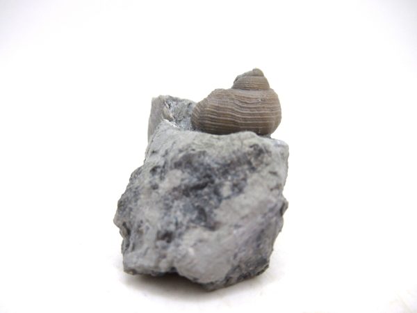 Cyclonemia bilix Ordovician Gastropod for Sale from Ohio #14 - Image 2