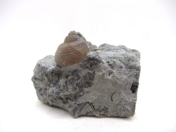 Cyclonemia bilix Ordovician Gastropod for Sale from Ohio #14 - Image 4