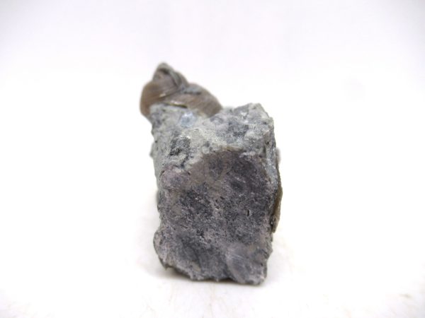 Cyclonemia bilix Ordovician Gastropod for Sale from Ohio #14 - Image 3
