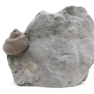Cyclonemia bilix Ordovician Gastropod for Sale from Ohio #15