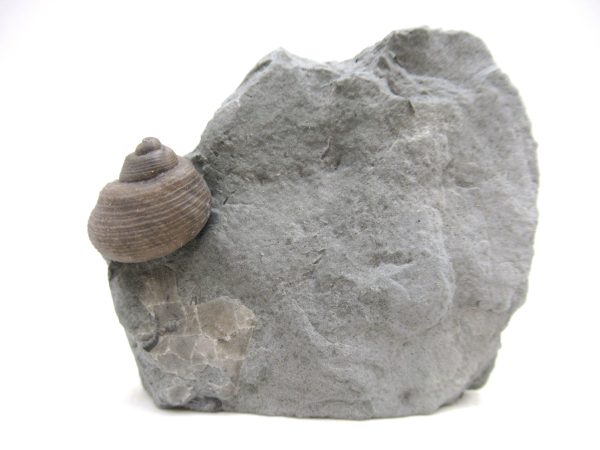 Cyclonemia bilix Ordovician Gastropod for Sale from Ohio #15