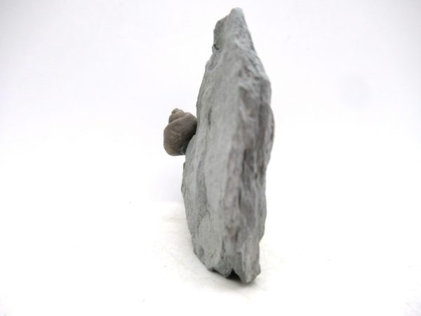 Cyclonemia bilix Ordovician Gastropod for Sale from Ohio #15 - Image 2