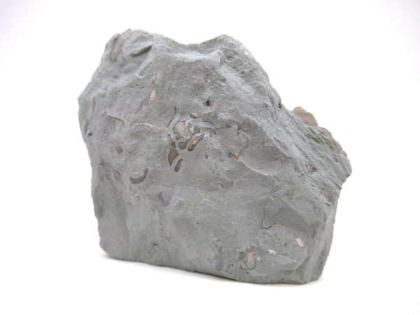 Cyclonemia bilix Ordovician Gastropod for Sale from Ohio #15 - Image 4