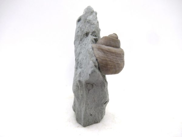 Cyclonemia bilix Ordovician Gastropod for Sale from Ohio #15 - Image 3