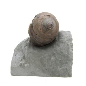 Cyclonemia bilix Ordovician Gastropod for Sale from Ohio #16