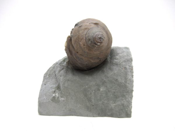 Cyclonemia bilix Ordovician Gastropod for Sale from Ohio #16