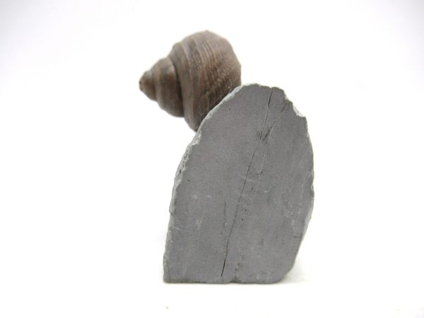 Cyclonemia bilix Ordovician Gastropod for Sale from Ohio #16 - Image 2