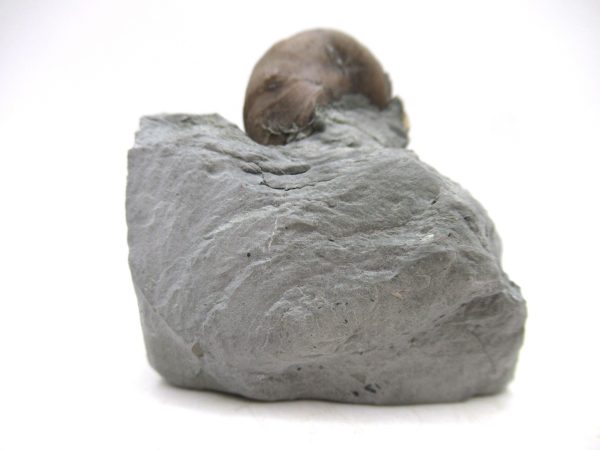 Cyclonemia bilix Ordovician Gastropod for Sale from Ohio #16 - Image 4