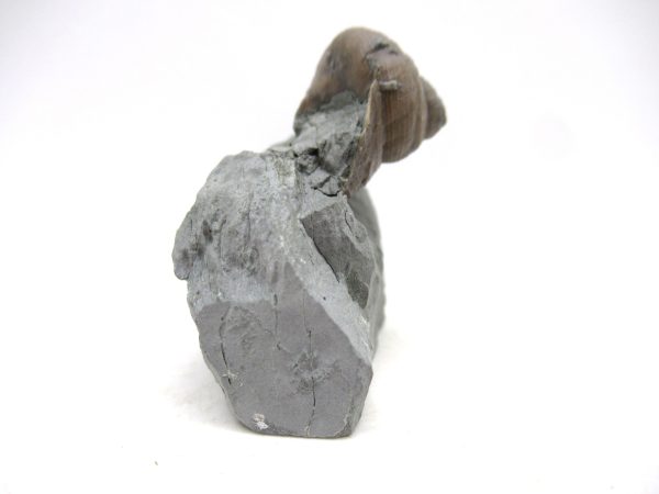 Cyclonemia bilix Ordovician Gastropod for Sale from Ohio #16 - Image 3