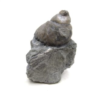 Cyclonemia bilix Ordovician Gastropod for Sale from Ohio #17