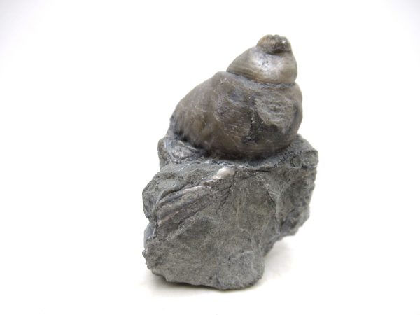 Cyclonemia bilix Ordovician Gastropod for Sale from Ohio #17