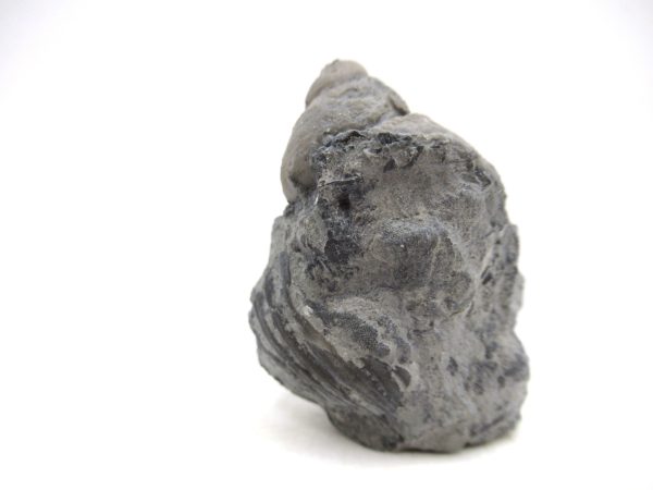 Cyclonemia bilix Ordovician Gastropod for Sale from Ohio #17 - Image 4