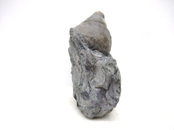 Cyclonemia bilix Ordovician Gastropod for Sale from Ohio #17 - Image 3