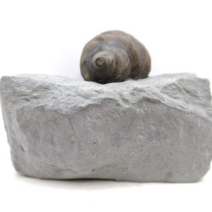 Cyclonemia bilix Ordovician Gastropod for Sale from Ohio #18