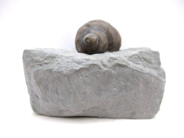 Cyclonemia bilix Ordovician Gastropod for Sale from Ohio #18