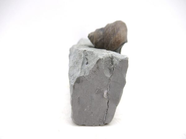 Cyclonemia bilix Ordovician Gastropod for Sale from Ohio #18 - Image 2