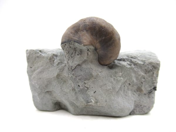 Cyclonemia bilix Ordovician Gastropod for Sale from Ohio #18 - Image 4