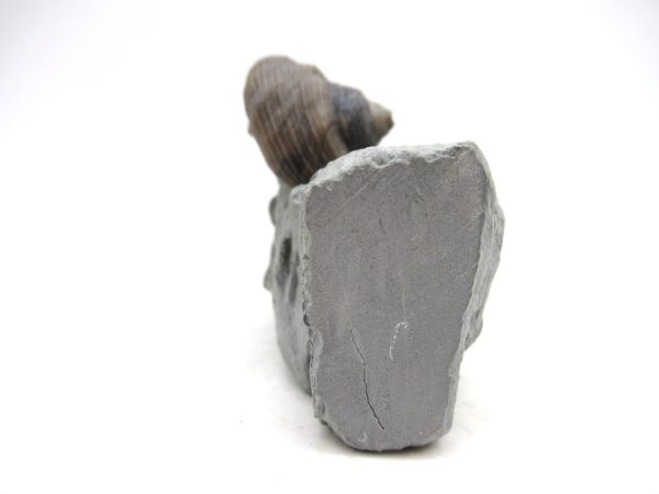 Cyclonemia bilix Ordovician Gastropod for Sale from Ohio #18 - Image 3