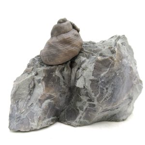 Cyclonemia bilix Ordovician Gastropod for Sale from Ohio #19