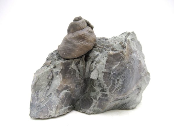 Cyclonemia bilix Ordovician Gastropod for Sale from Ohio #19