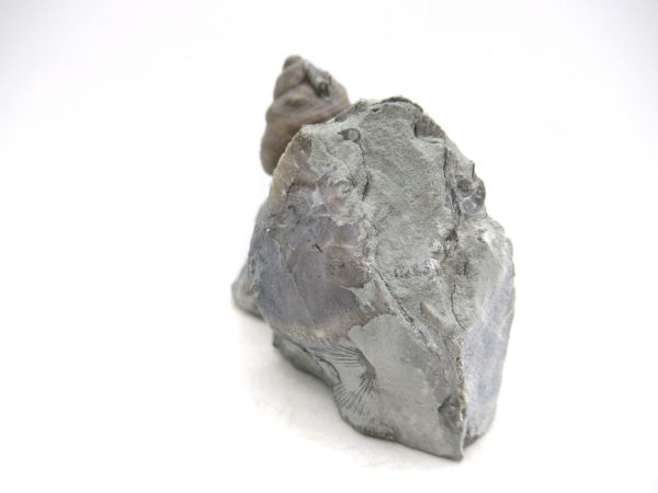 Cyclonemia bilix Ordovician Gastropod for Sale from Ohio #19 - Image 2